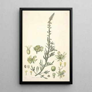 John Lindley - Collectanea botanica Pl22.webp