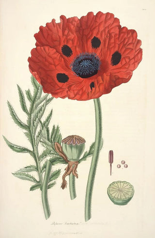 John Lindley - Collectanea botanica Pl23.webp