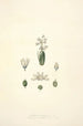 Collectanea botanica Pl24 - John Lindley — vista dell’opera