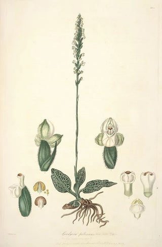 John Lindley - Collectanea botanica Pl25.webp