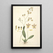 Collectanea botanica Pl27 - John Lindley — gerahmtes Bild an der Wand