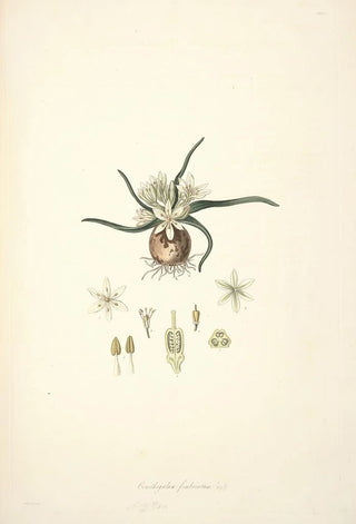 John Lindley - Collectanea botanica Pl28.webp
