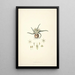 Collectanea botanica Pl28 - John Lindley — gerahmtes Bild an der Wand