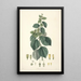 Collectanea botanica Pl29 - John Lindley — quadro incorniciato alla parete