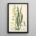 Collectanea botanica Pl31 - John Lindley — gerahmtes Bild an der Wand