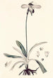 Collectanea botanica Pl32 - John Lindley — Ansicht des Kunstwerks