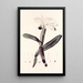 Collectanea botanica Pl33 - John Lindley — quadro incorniciato alla parete