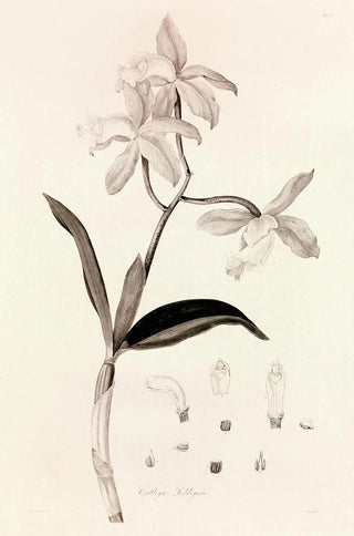 John Lindley - Collectanea botanica Pl37.webp