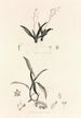 Collectanea botanica Pl39 - John Lindley — vista dell’opera