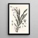 Collectanea botanica Pl40 - John Lindley — quadro incorniciato alla parete