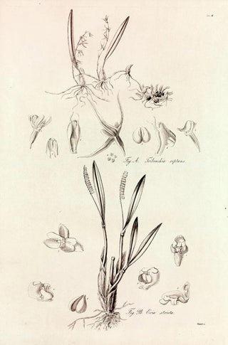 John Lindley - Collectanea botanica Pl41.webp