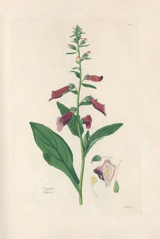 John Lindley - Digitalium monographia Pl04.webp