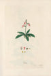 Digitalium monographia Pl06 - John Lindley — vista dell’opera