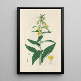 John Lindley - Digitalium monographia Pl08.webp