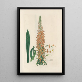 John Lindley - Digitalium monographia Pl12.webp