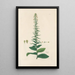 Digitalium monographia Pl18 - John Lindley — quadro incorniciato alla parete