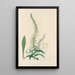 Digitalium monographia Pl22 - John Lindley — quadro incorniciato alla parete