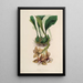 Sertum orchidaceum Una corona delle più belle fiori di orchidee Pl01 - John Lindley — quadro incorniciato alla parete