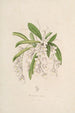Sertum orchidaceum Une couronne des plus belles fleurs orchidées Pl02 - John Lindley — vista dell’opera