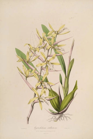 John Lindley - Sertum orchidaceum A wreath of the most beautiful orchidaceous flowers Pl07.webp