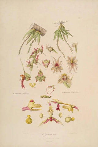 John Lindley - Sertum orchidaceum A wreath of the most beautiful orchidaceous flowers Pl08.webp