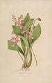 Sertum orchidaceum Eine Krone der schönsten Orchideenblumen Pl09 - John Lindley — Ansicht des Kunstwerks