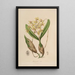Sertum orchidaceum Eine Krone der schönsten Orchideenblumen Pl10 - John Lindley — gerahmtes Bild an der Wand