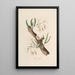 Sertum orchidaceum Une couronne des plus belles fleurs orchidées Pl11 - John Lindley — quadro incorniciato alla parete