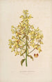 Sertum orchidaceum Una corona delle più belle fiori di orchidee Pl12 - John Lindley — vista dell’opera