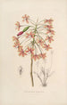 Sertum orchidaceum Une couronne des plus belles fleurs orchidées Pl13 - John Lindley — vista dell’opera