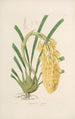 Sertum orchidaceum Eine Krone der schönsten Orchideenblumen Pl14 - John Lindley — Ansicht des Kunstwerks