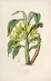 Sertum orchidaceum Une couronne des plus belles fleurs orchidées Pl16 - John Lindley — vista dell’opera
