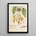Sertum orchidaceum Une couronne des plus belles fleurs orchidées Pl20 - John Lindley — quadro incorniciato alla parete