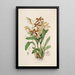 Sertum orchidaceum Une couronne des plus belles fleurs orchidées Pl21 - John Lindley — quadro incorniciato alla parete