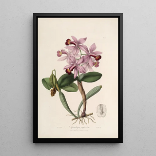 John Lindley - Sertum orchidaceum A wreath of the most beautiful orchidaceous flowers Pl22.webp