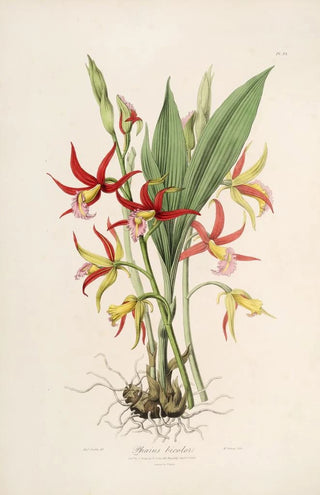 John Lindley - Sertum orchidaceum A wreath of the most beautiful orchidaceous flowers Pl23.webp