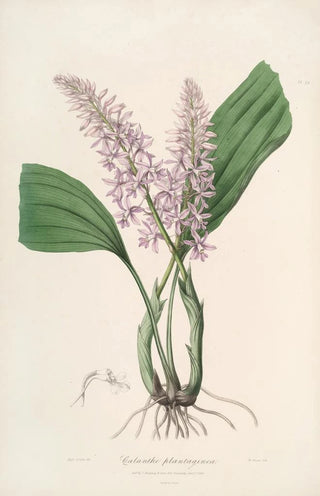 John Lindley - Sertum orchidaceum A wreath of the most beautiful orchidaceous flowers Pl24.webp