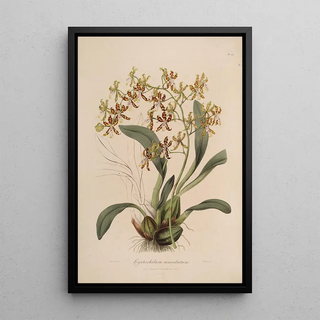 John Lindley - Sertum orchidaceum A wreath of the most beautiful orchidaceous flowers Pl25.webp