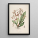 Sertum orchidaceum Une couronne des plus belles fleurs orchidées Pl27 - John Lindley — quadro incorniciato alla parete
