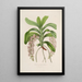 Sertum orchidaceum Eine Krone der schönsten Orchideenblumen Pl30 - John Lindley — gerahmtes Bild an der Wand
