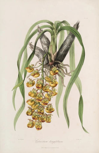 John Lindley - Sertum orchidaceum A wreath of the most beautiful orchidaceous flowers Pl31.webp
