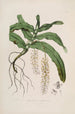 Sertum orchidaceum Eine Krone der schönsten Orchideenblumen Pl32 - John Lindley — Ansicht des Kunstwerks