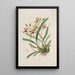 Sertum orchidaceum Une couronne des plus belles fleurs orchidées Pl34 - John Lindley — quadro incorniciato alla parete