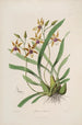 Sertum orchidaceum Une couronne des plus belles fleurs orchidées Pl34 - John Lindley — vista dell’opera