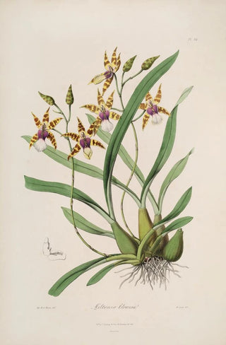 John Lindley - Sertum orchidaceum A wreath of the most beautiful orchidaceous flowers Pl34.webp