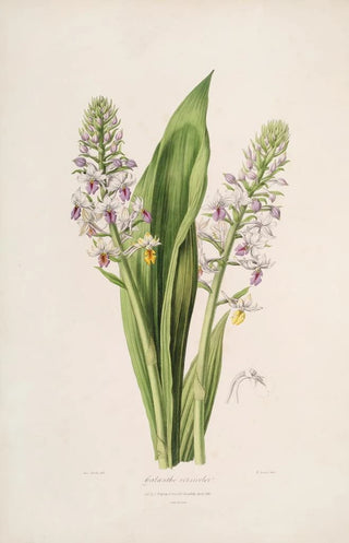 John Lindley - Sertum orchidaceum A wreath of the most beautiful orchidaceous flowers Pl42.webp