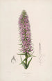 Sertum orchidaceum Eine Krone der schönsten Orchideenblumen Pl44 - John Lindley — Ansicht des Kunstwerks