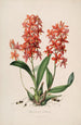 Sertum orchidaceum Une couronne des plus belles fleurs orchidées Pl45 - John Lindley — vista dell’opera