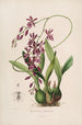 Sertum orchidaceum Eine Krone der schönsten Orchideenblumen Pl46 - John Lindley — Ansicht des Kunstwerks