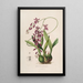 Sertum orchidaceum Eine Krone der schönsten Orchideenblumen Pl46 - John Lindley — gerahmtes Bild an der Wand